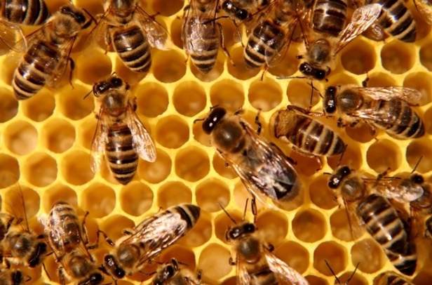 medne pčele