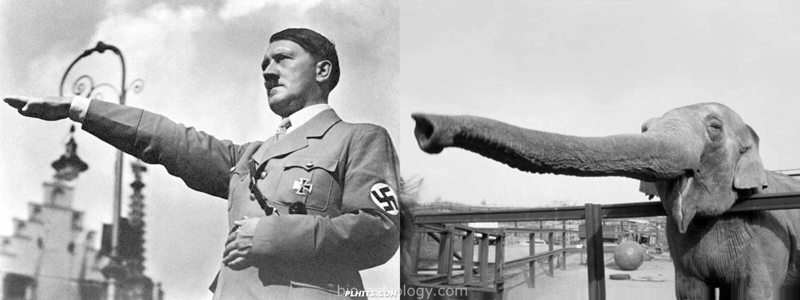 Hitler swag - 🧡 Swag Hitler Says - Imgflip.